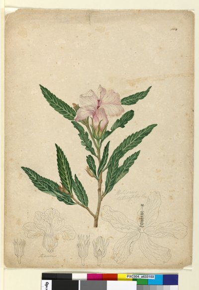 Page 104. Hibiscus heterophyllus by John William Lewin