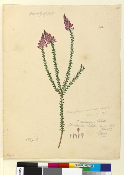 Page 106. Comesperma ericinum by John William Lewin