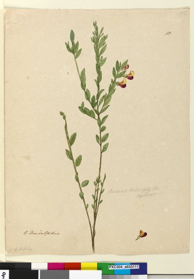 Page 113. Bossiaea heterophylla by John William Lewin