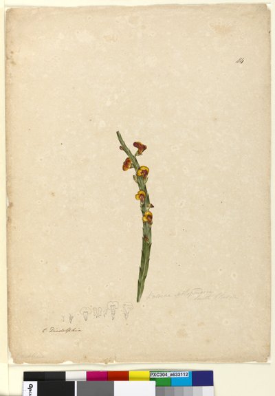 Page 114. Bossiaea scolopendria by John William Lewin