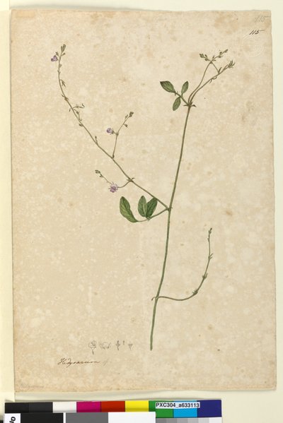 Page 115. Hedysarum by John William Lewin