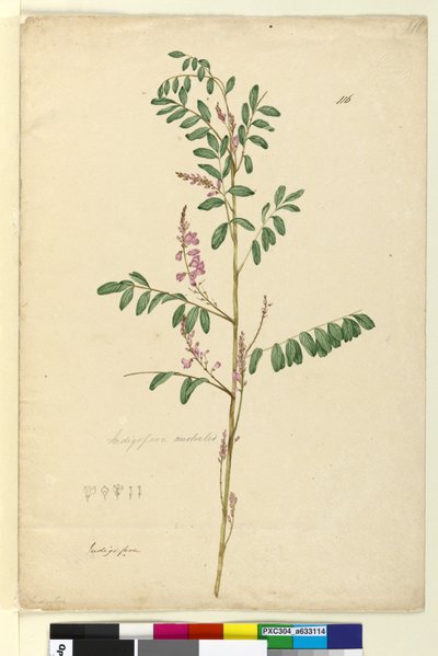 Page 116. Indigofera australis by John William Lewin