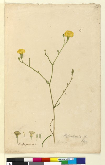 Page 117. Hypochaeris by John William Lewin