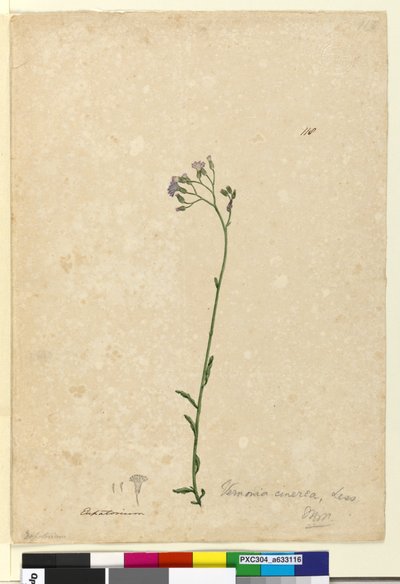 Page 118. Vernonia cinerea by John William Lewin