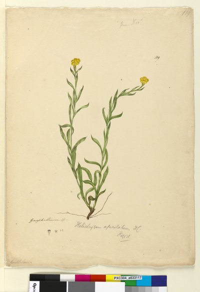 Page 119. Helichrysum apiculatumChrysocephalum apiculatum by John William Lewin