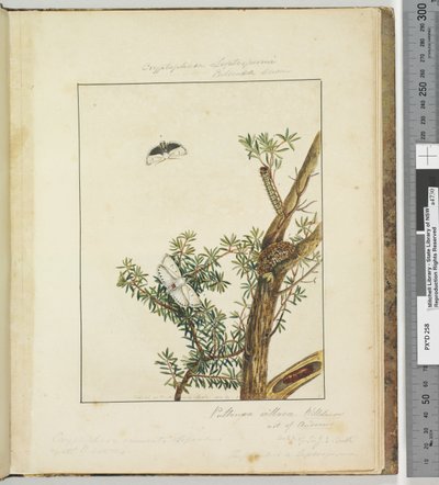 Page 11. Plate 3 Cryptophasa Septosfermi Pultenae Lewin, 1803-04 by John William Lewin