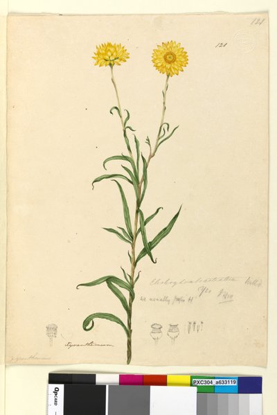 Page 121. Elichrysum bracteatum by John William Lewin