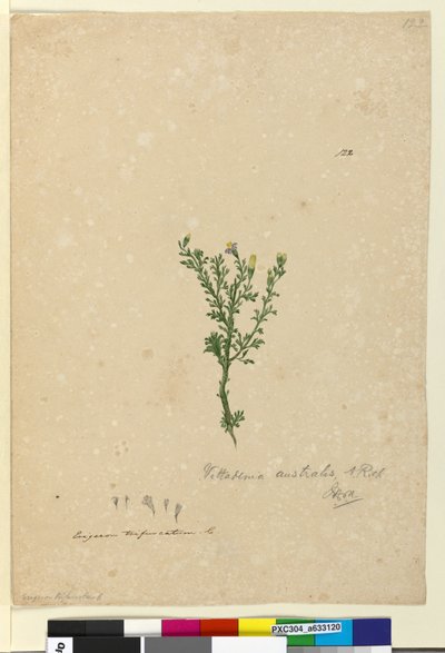 Page 122. Vittadinia australis by John William Lewin
