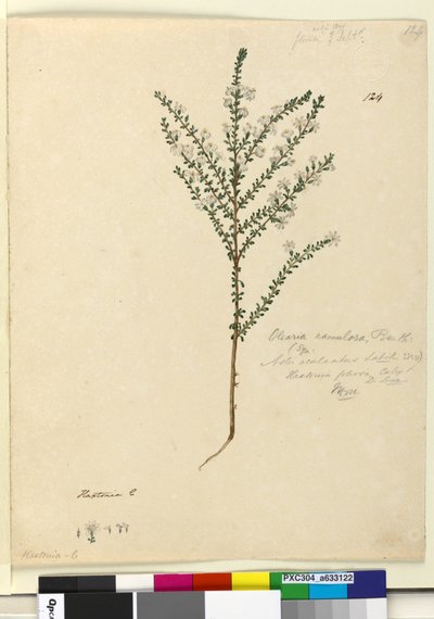 Page 124. Olearia ramulosa by John William Lewin
