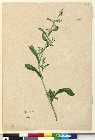 Page 126. Filago by John William Lewin