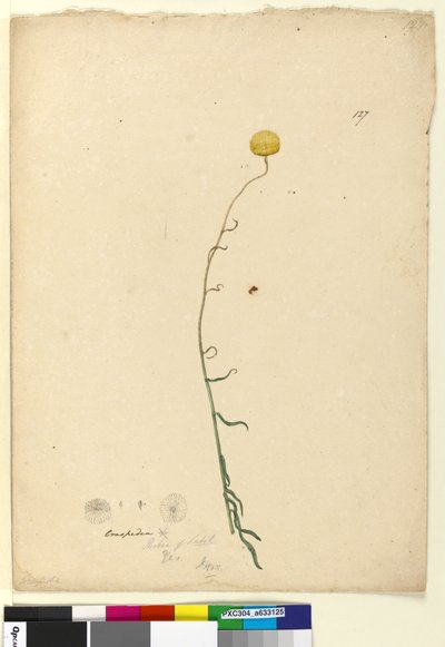 Page 127. Craspedia by John William Lewin