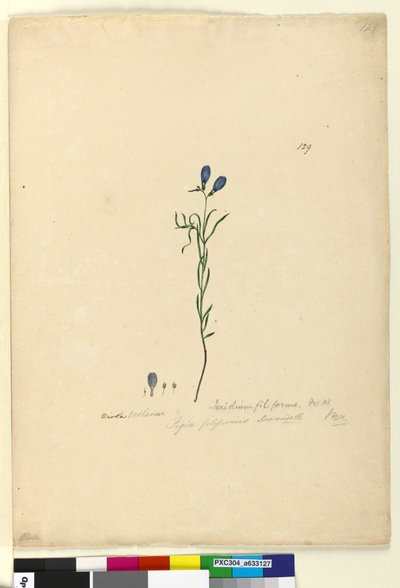 Page 129. Ionidium filiforme by John William Lewin