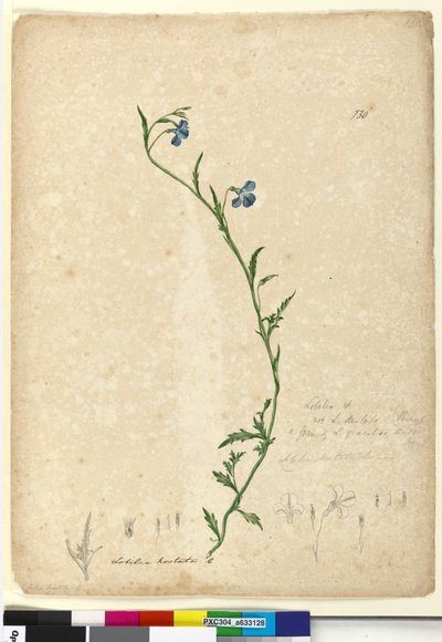 Page 130. Lobelia hostataLobelia gracilis by John William Lewin