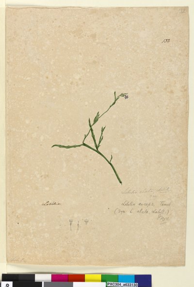 Page 132. Lobelia alata by John William Lewin