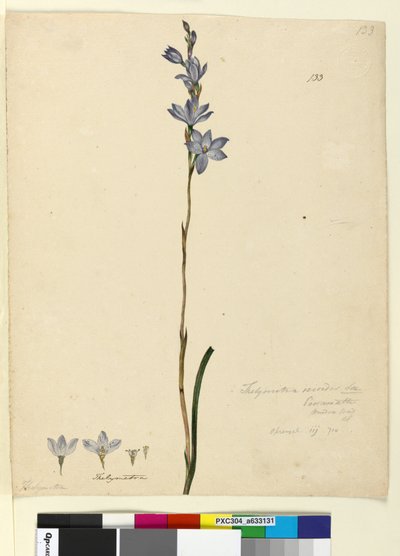 Page 133. Thelymitra ixioides by John William Lewin