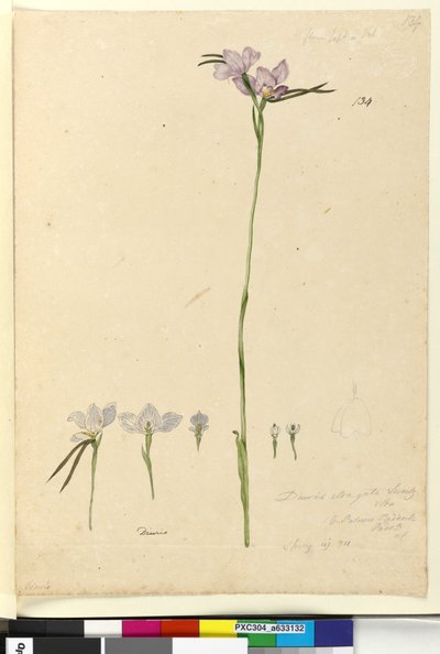 Page 134. Diuris elongata by John William Lewin