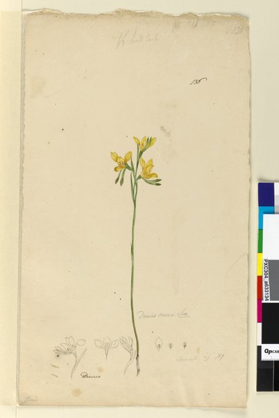 Page 136. Diuris aurea by John William Lewin