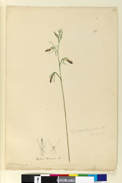Page 137. Cryptostylis longifolia by John William Lewin