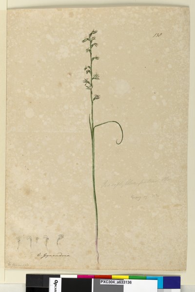 Page 138. Prasophyllum patens by John William Lewin