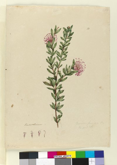 Grevillea punicea by John William Lewin