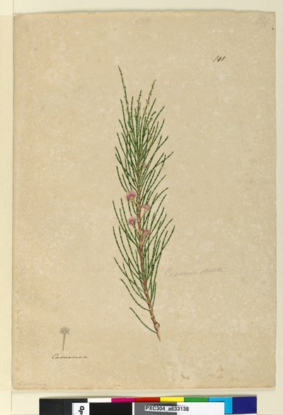 Page 141. Casuarina strictaAllocasuarina verticillata by John William Lewin