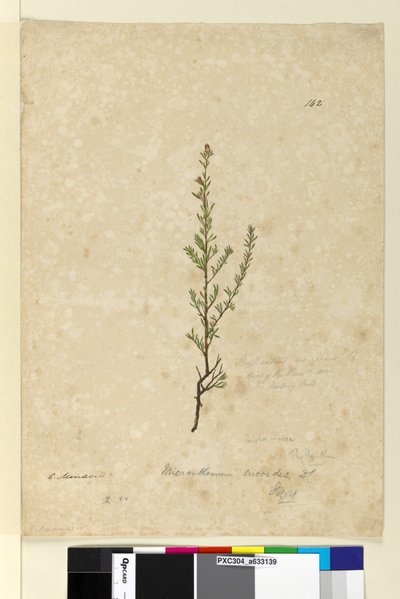 Page 142. Phyllanthus rivularis by John William Lewin