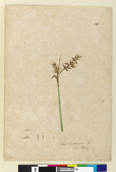 Page 143. Lepidosperma by John William Lewin