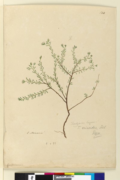 Page 144. Trachymene linearis by John William Lewin