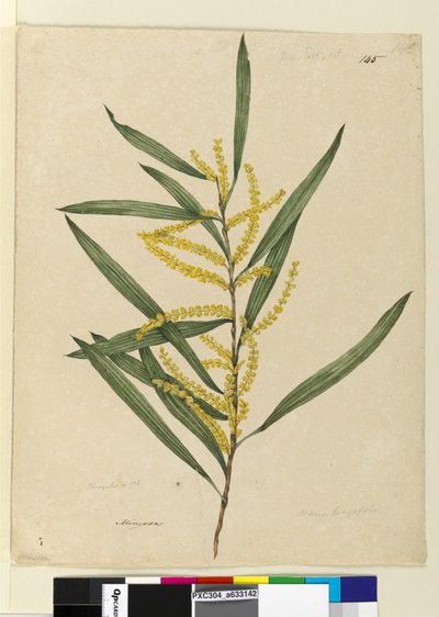 Page 145. Acacia longifolia by John William Lewin