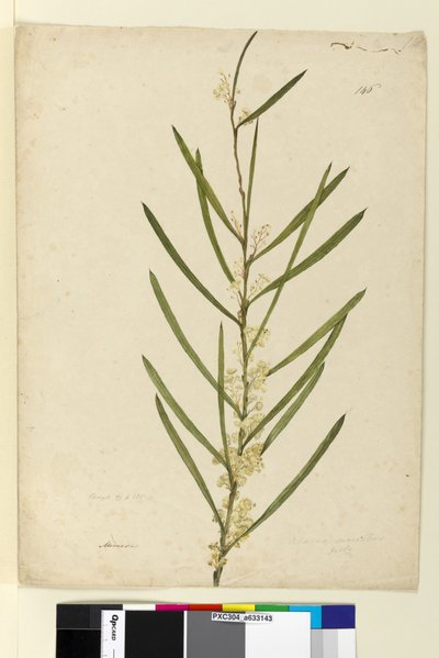 Page 146. Acacia suaveolens by John William Lewin