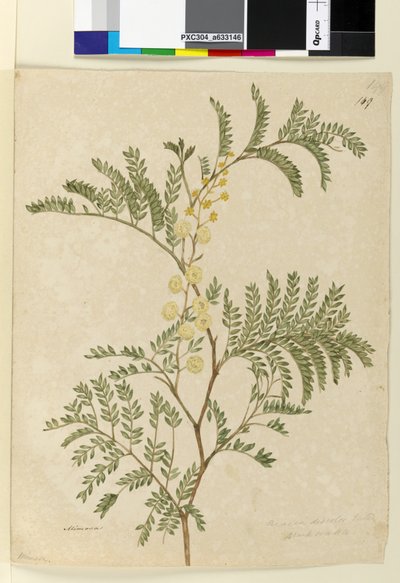 Page 149. Acacia discolor Acacia terminalis by John William Lewin