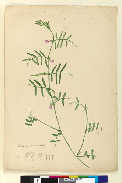 Page 150. Lathyrus by John William Lewin