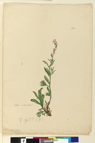 Page 154. Silene naturalized by John William Lewin