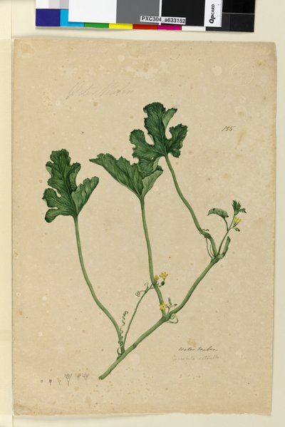 Page 155. Water Melon by John William Lewin