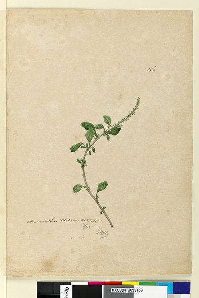 Page 156. Amaranthus Blitum by John William Lewin