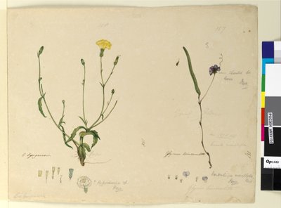 Page 157. Hardenbergia monophylla Hardenbergia violacea; 158. Hypochaeris by John William Lewin