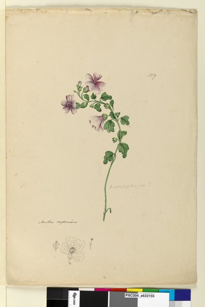 Page 159. Malva capensis by John William Lewin