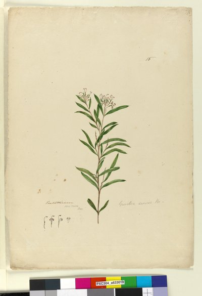Grevillea sericea by John William Lewin