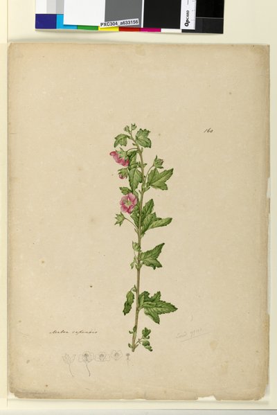 Page 160. Malva capensis by John William Lewin