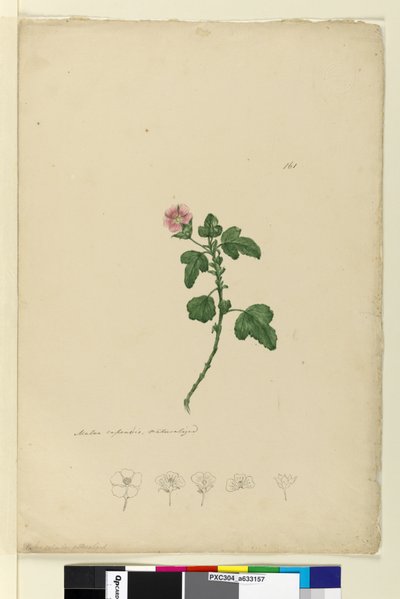 Page 161. Malva capensis by John William Lewin