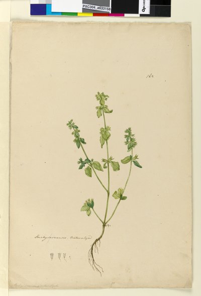Page 162. Stachys arvensis by John William Lewin