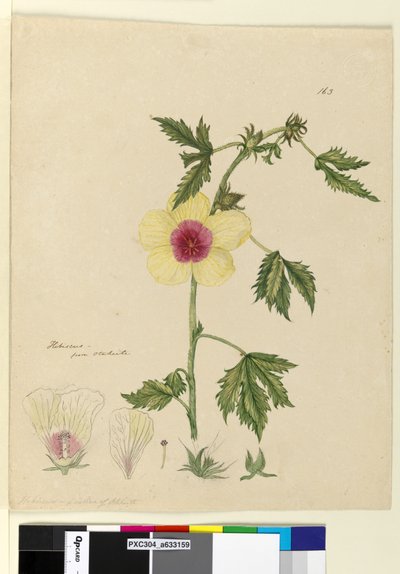 Page 163. Hibiscus by John William Lewin