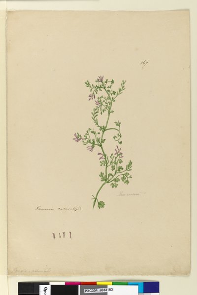 Page 167. Fumaria naturalized by John William Lewin