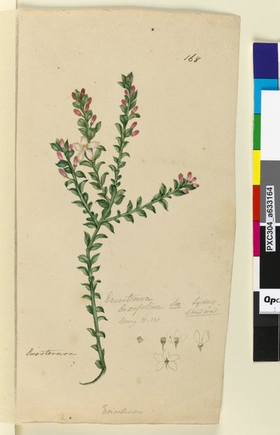 Page 168. Eriostemon buxifolium by John William Lewin