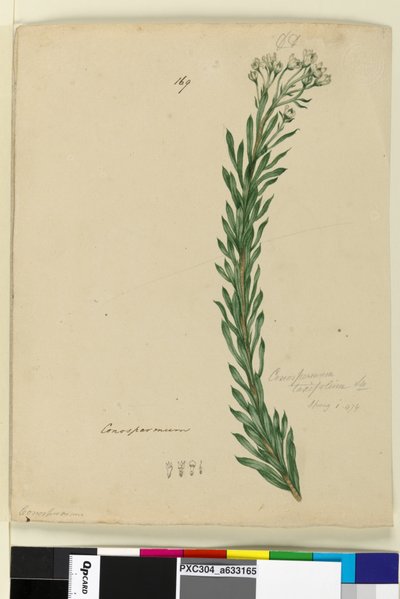 Page 169. Conospermum taxifolium by John William Lewin