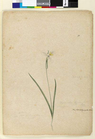 Page 170. Diplarrhena moraea by John William Lewin