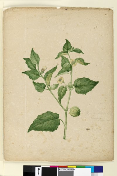 Page 172. Physalis edulis by John William Lewin