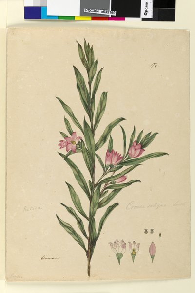 Page 174. Crowea saligna by John William Lewin