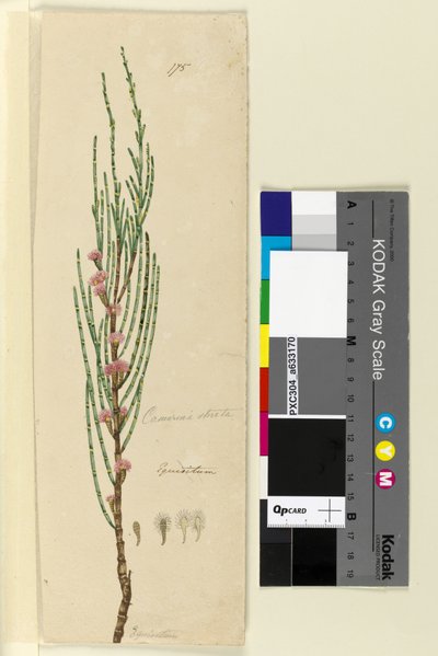 Page 175. Casuarina stricta Allocasuarina verticillata by John William Lewin