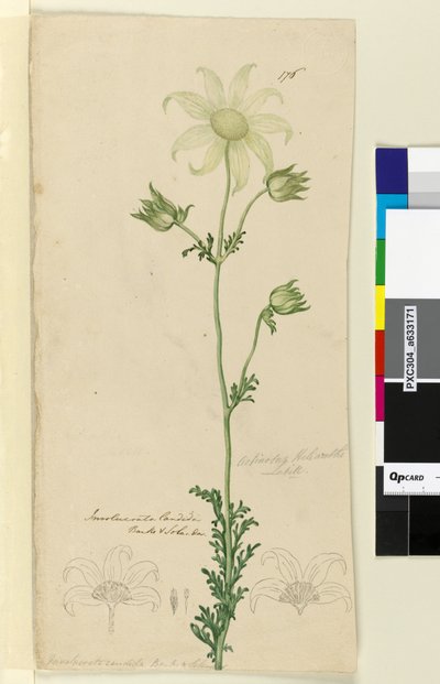 Page 176. Actinotus Helianthe by John William Lewin